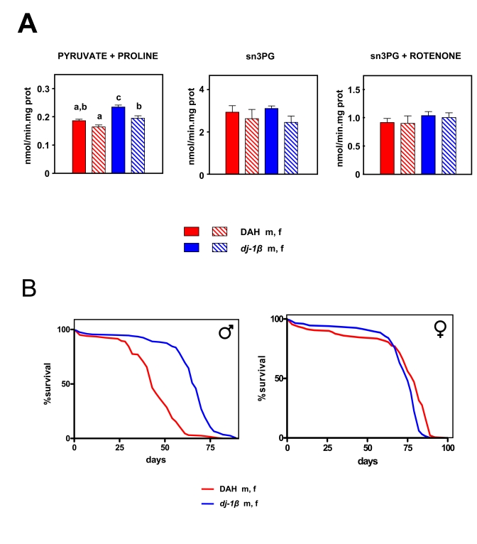 Effects of the dj-1β mutation on mtROS production and lifespan in Drosophila melanogaster