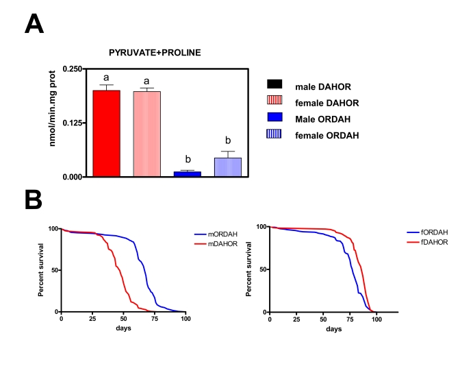 Effects of the changes on mtDNA content on mtROS production and lifespan in new wild type strains of Drosophila melanogaster (DAHOR and ORDAH)