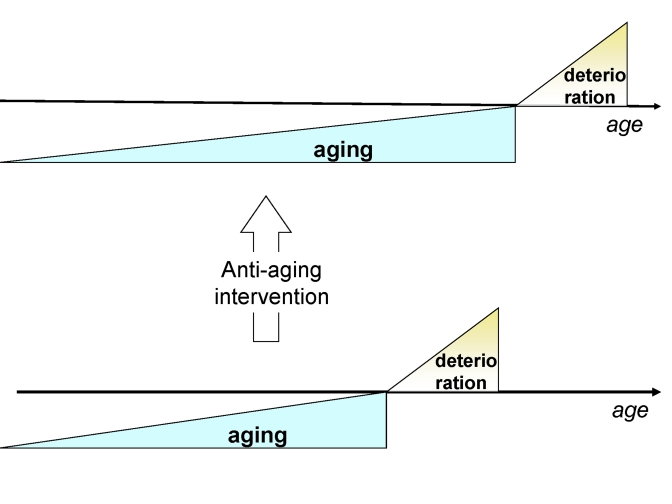 Anti-aging drugs will delay the onset of deterioration without affecting deterioration