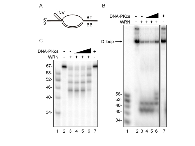D-loop unwinding by WRN in the absence and presence of DNA-PKcs
