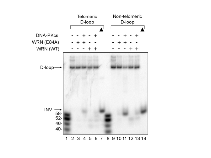  Effect of DNA-PKcs on WRN helicase activity on telomeric and non-telomeric D-loops. WRN wild type (WT) (3.3 nM, lanes 5, 6, 12, and 13) or WRN (E84A) (3.3 nM, lanes 3, 4, 10, and 11) was preincubated with DNA-PKcs (16.7 nM, lanes 4, 6, 11, and 13). A telomeric (lanes 2-6) or a non-telomeric D-loop substrate (lanes 9-13) was added to the reaction. Lanes 1 and 8: A DNA ladder marker. Lanes 7 and 14: heat-denatured telomeric and non-telomeric D-loop substrates, respectively, denoted by filled triangles. 