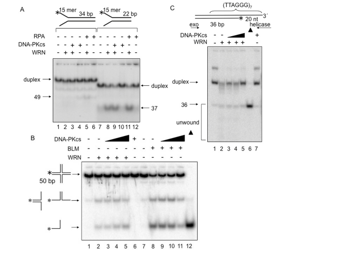  DNA-PKcs fails to alter WRN helicase activity on forked duplex, Holliday junction and G-tailed telomeric DNA substrates. DNA helicase assays were carried out in the presence of the indicated proteins and DNA substrates. (A) WRN (1 nM, lanes 2, 3, 5, 8, 9, and 11) and either DNA-PKcs (5 nM, lanes 3, 4, 9, and 10) or RPA (5 nM, lanes 5, 6, 11, and 12) were incubated in standard reaction buffer prior to addition of a 34 bp forked duplex (0.5 nM, lanes 1-6) or a 22 bp forked duplex (0.5 nM, lanes 7-12). (B) WRN (4 nM, lanes 2-5) or BLM (2.5 nM, lanes 8-11), and DNA-PKcs (4 nM, lane 3; 8 nM, lane 4; 20 nM, lanes 5; 2.5 nM, lane 9; 5 nM, lane 10; 12.5 nM, lane 11) were incubated with in HJ reaction buffer prior to addition of Holliday junction (0.5 nM, lanes 1-11). Lane 6: DNA-PKcs (20 nM) alone. Lane 12: heat-denatured Holliday junction denoted with filled triangles. (C) G-tailed duplex (0.5 nM, lanes 1-5 and 7) was incubated with WRN (7.5 nM, lane 2-5) and DNA-PKcs (6.25 nM, lane 3; 12.5 nM, lane 4; 25 nM, lanes 5 and 7) in standard reaction buffer. Lane 6: heat-denatured G-tailed duplex denoted by a filled triangle. 