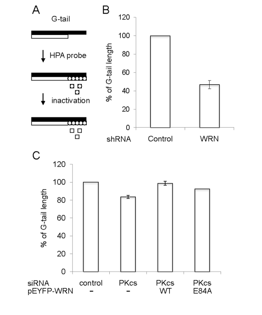  Quantification of telomere G-tail length by hybridization protection assay in DNA-PKcs knockdown U-2 OS cells. (A) A schematic of the HPA for telomere G-tail. Non-denatured genomic DNA was incubated with acridinium ester (AE)-labeled 29-mer telomere HPA probe. The AE of unhybridized and mis-hybridized probes was hydrolyzed, and chemilumines-cence from AE of hybridized probes was measured. (B and C) G-tail length of cells expressing an shRNA control or an shRNA against WRN was examined in panel B. G-tail length of cells transfected with siRNA against control (left), siRNA against DNA-PKcs (middle left), siRNA against DNA-PKcs with pEYFP-WRN (middle right), or siRNA against DNA-PKcs with pEYFP-WRN (E84A) (right) was examined in panel C. The G-tail length in the control cells was represented as 100%. Data are represented as mean +/- standard errors of two independent experiments. 