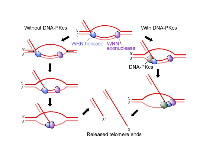  A model for protection of G-tails by DNA-PKcs. See text for detailed description of the model. 