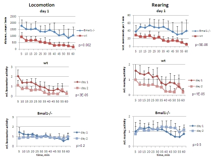 Open field analysis of exploratory activity and habituation of wild type and Bmal1-/- mice