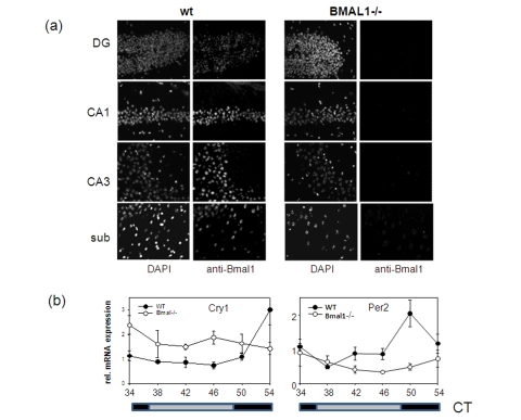 Expression of circadian proteins in brain structures