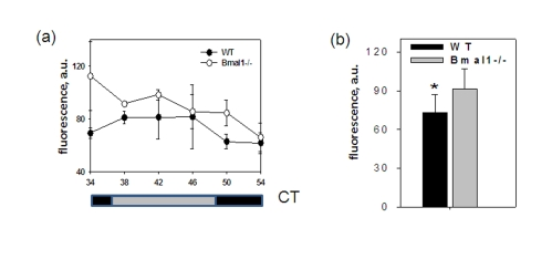 BMAL1 deficiency disrupts ROS homeostasis in the brain