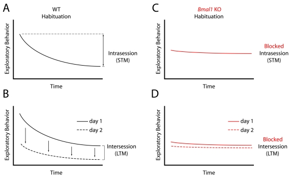   (A)
                                                            Wild-type (WT) mice exhibit a decrease in exploratory behavior in a novel
                                                            environment over time, called "Intrasession" habituation, a form of
                                                            short-term memory (STM). (B) Upon reintroduction to the same
                                                            environment 24 hours later, WT mice have a further decrease in exploratory
                                                            behavior, attributable to remembering the previous experience.  This is
                                                            called "Intersession" habituation, and is considered a form of long-term
                                                            memory (LTM).  (C) Bmal1 KO mice fail to display normal
                                                            Intrasession, and  (D) Intersession habituation, suggesting deficits
                                                            in both STM and LTM.
                                        