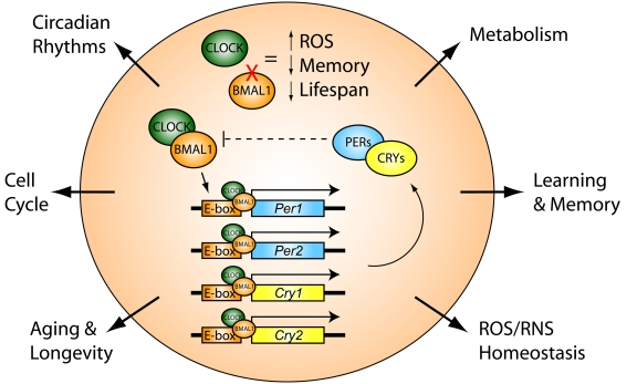 Core components of the circadian transcriptional clock