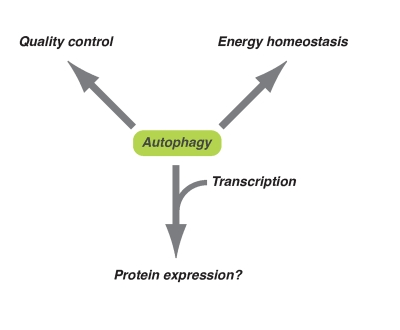 Diversified downstream effects of autophagy