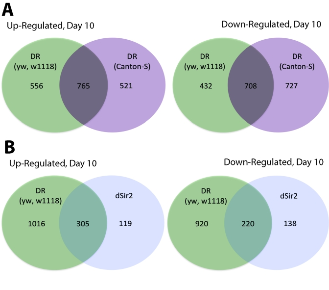 Comparison of genes upregulated and downregulated in yw/w 1118 DR, Canton-S CR and dSir2 overexpressed long-lived flies at Day 10