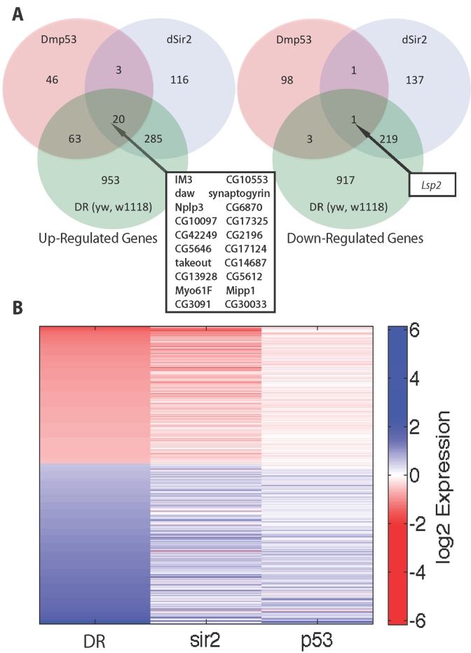Comparison of genes upregulated and downregulated in DR, dSir2 overexpression and DN-Dmp53 expressing long-lived flies at Day 10