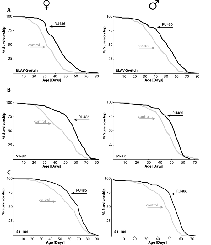  Overexpression of takeoutin either of three different adult tissues extends life span of males and females.(A) Expression of takeout in the adult nervous system using the ELAV-Switch neuronal specific GAL4 driver leads to ~25% increase in mean longevity. (B) Flies expressing takeout in the head fat body, S1-32 pericerebral fat body specific GAL4 driver, have ~20% extension of mean life span, while takeout expression in the abdominal fat body, S1-106 abdominal fat body specific GAL4 driver, (C) extends fly life span by ~12-18% (females: left panel; males: right panel; statistical analysis in Table 1 and 2; grey: controls; black: takeout). 