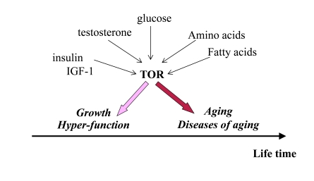 Program of growth and quasi-program of aging