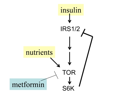 Negative feedback and insulin resistance