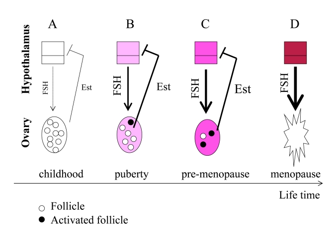 From programmed puberty to quasi-programmed menopause