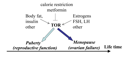 Program of puberty and quasi-program of menopause