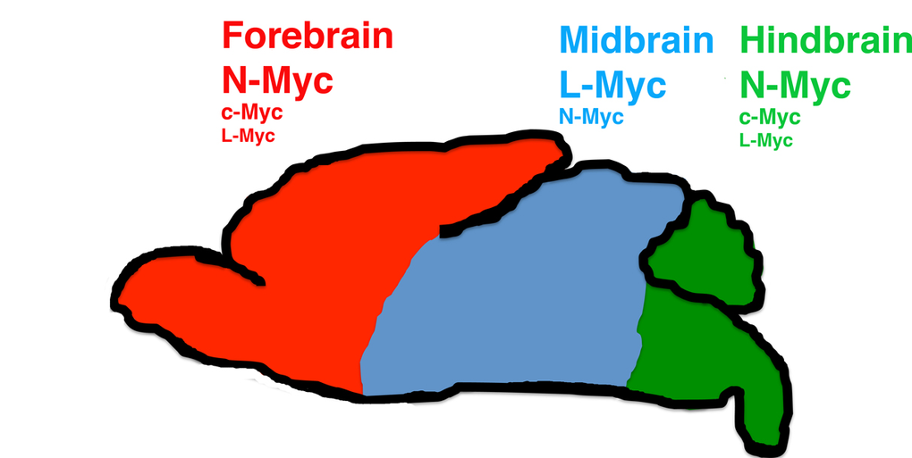 Model of regulation of brain architecture by the myc gene family