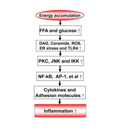 Energy accumulation induces inflammation
