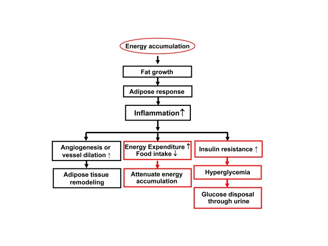 Inflammation in obesity