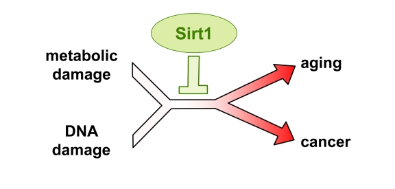 Sirt1 protects from damage and improves healthspan