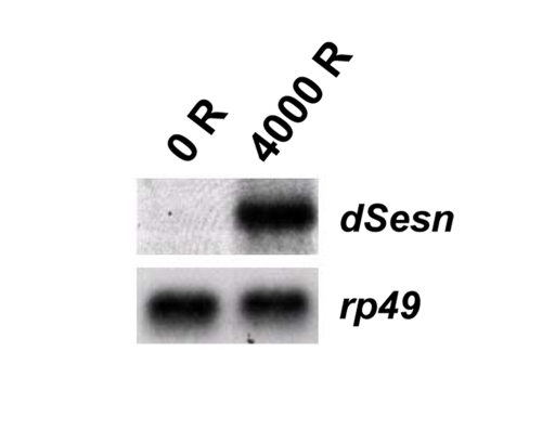 Induction of dSesn after DNA damage