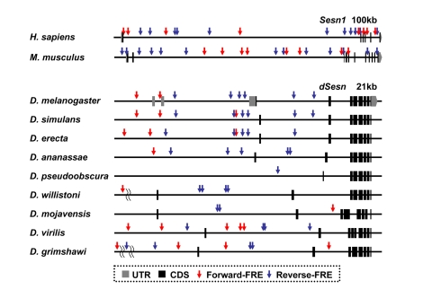 FoxO binding sites in the Sestrin locus vary among the species