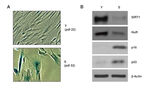 Characterization of early-passage and senescent WI-38 cells