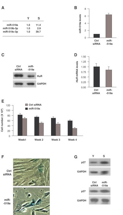 Influence of miR-519 on WI-38 senescence