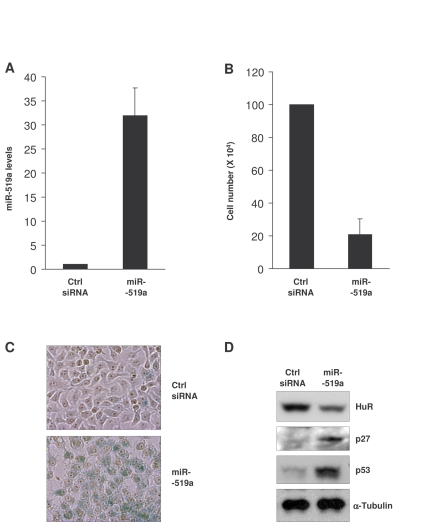 Influence of miR-519 on the senescent phenotype of HeLa cells