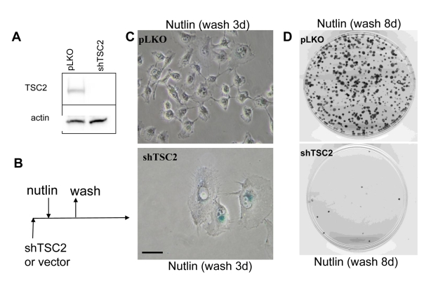 Depletion of TSC2 converts quiescence into senescence in HT-p21-9 cells