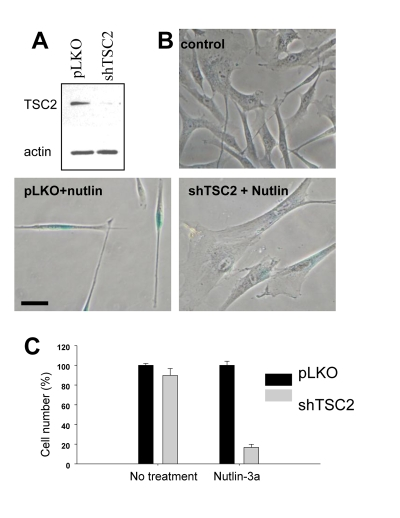 Depletion of TSC2 converts quiescence into senescence in WI-38tert cells