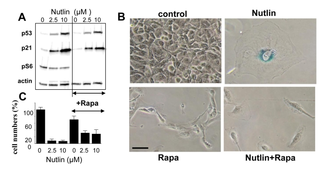 EEffect of rapamycin on nutlin-induced senescence in melanoma cells