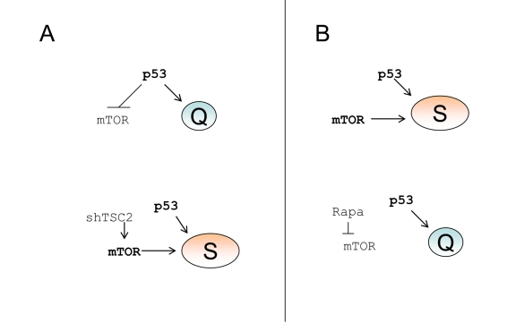 p53 causes senescence by failing to suppress senescence