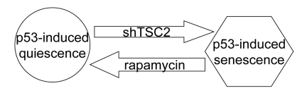 Activation of the mTOR pathway favors senescence in nutlin-3a-arrested cells