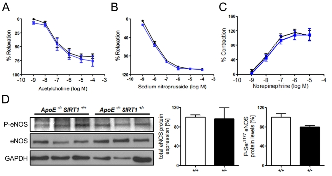  (A) No difference in relaxation of aortic rings preconstricted with norepinephrine to the vasodilator acetylcholine. % Relaxation = % of precontraction to norepinephrine. (B) Relaxation of aortic rings at increasing sodium nitroprusside concentrations after norepinephrine precontraction. % Relaxation = % of precontraction to norepinephrine. (C) Contraction of aortic rings at increasing norepinephrine concentrations. % Contraction = % of contraction to 80 mM KCl. ApoE-/- SIRT1+/- (blue line) and ApoE-/- SIRT1+/+ (black line). (D) Aortic protein levels of total eNOS and phospho-eNOS (Ser1177). ApoE-/- SIRT1+/- (+/- and black columns) and ApoE-/- SIRT1+/+ (+/+ and white columns). n=6 per genotype 