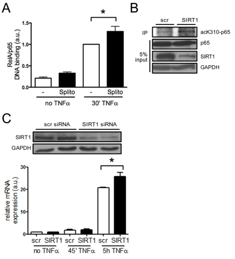 SIRT1 suppresses NF-κB signaling in HAECs