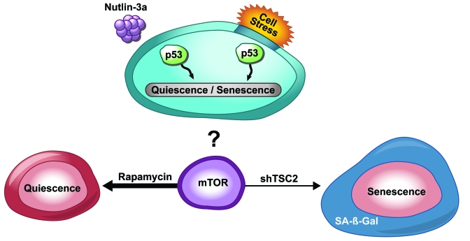 p53-induced senescence or quiescence