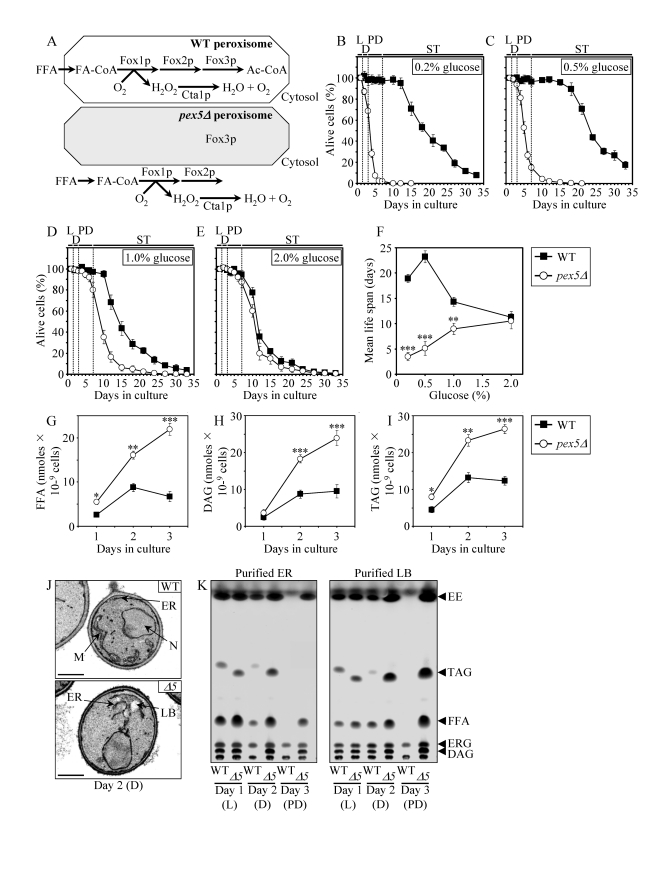  The pex5Δ mutation shortens chronological life span (CLS), alters cell morphology and remodels lipid metabolism in CR yeast. (A) Outline of subcellular localization of the Fox1p, Fox2p and Fox3p enzymes of fatty acid ß-oxidation in WT and pex5Δ cells. (B - F) Survival and the mean life spans of chronologically aging WT and pex5Δ yeast cultured in medium initially containing 0.2%, 0.5%, 1% or 2% glucose. Data are presented as means ± SEM (n = 16-38; ***p G - I) Levels of free fatty acids (FFA), diacylglycerols (DAG) and triacylglycerols (TAG) in WT and pex5Δ cells grown on 0.2% glucose and taken for analyses at the indicated time-points. FFA and TAG were measured by quantitative mass spectrometry. The levels of DAG were quantitated by densitometric analysis of TLC plates. Data are presented as means ± SEM (n = 3-8; ***p J and K) Transmission electron micrographs (J) and spectra of lipids extracted from purified endoplasmic reticulum (ER) and lipid bodies (LB) and analyzed by TLC (K) for WT and pex5Δ (Δ5) yeast grown on 0.2% glucose and taken for analyses at the indicated time-points. Abbreviations: Cta1p, peroxisomal catalase; D, diauxic growth phase; EE, ethyl esters; ERG, ergosterol; FA-CoA, CoA esters of fatty acids; L, logarithmic growth phase; M, mitochondrion; N, nucleus; PD, post-diauxic growth phase; ST, stationary growth phase. 