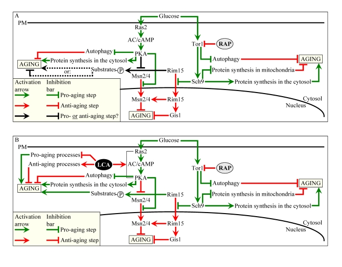 Outline of pro- and anti-aging processes that are controlled by the TOR and/or cAMP/PKA signaling pathways and are modulated by LCA or rapamycin (RAP) in chronologically aging yeast