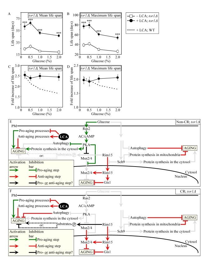 Lack of Tor1p does not impair the life-extending effect of LCA and abolishes the dependence of the anti-aging efficacy of LCA on the number of available calories