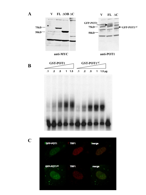 Localization and DNA binding activity of the POT1 ∆C allele