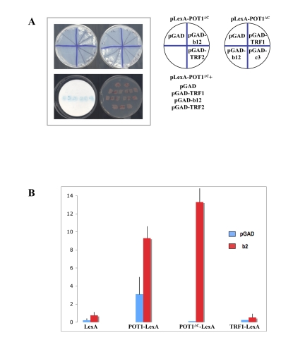 The LIM domains of TRIP6 interact with POT1∆C by yeast two-hybrid