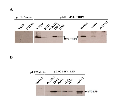 TRIP6 and LPP co-immunoprecipitate with several shelterin components