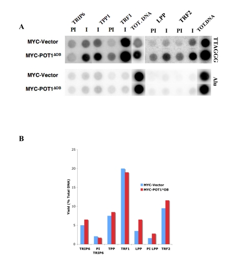 TRIP6 and LPP are detected at telomeres by ChIP