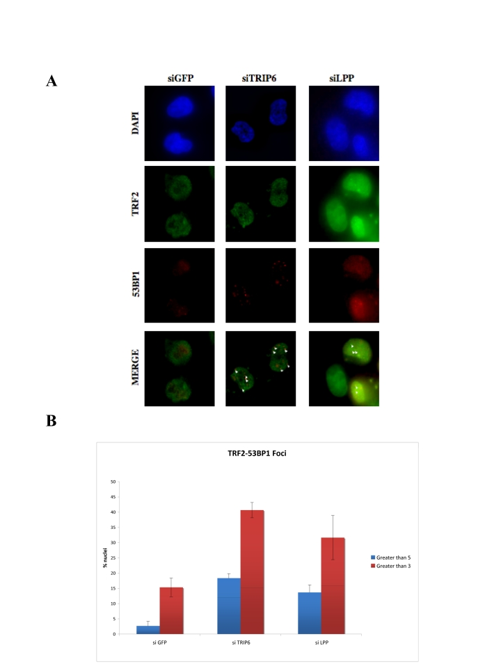 Depletion of TRIP6 or LPP leads to TIF formation