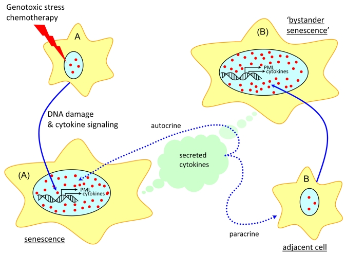 Model of PML and cytokine signaling in drug-induced and ‘bystander' senescence