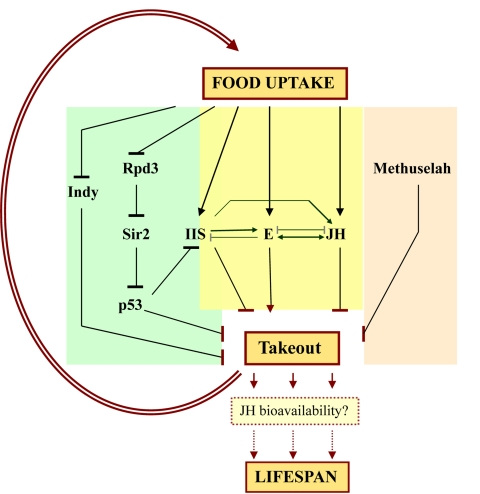  The study by
                                                            Bauer et al. places takeout (to) in a central, hub-like
                                                            regulatory position in the lifespan regulatory network. to might
                                                            modulate lifespan via different avenues: as a component of the DR pathway
                                                            (e.g., Indy, Rpd3, Sir2, p53) and by regulating
                                                            food uptake; by receiving signals from nutritional signaling pathways such
                                                            as IIS (e.g., chico); by its potential involvement in lipophilic
                                                            hormone signaling and metabolism (ecdysone [E], juvenile hormone [JH]), for
                                                            example by regulating JH bioavailability; and by unknown interactions with
                                                            G protein-coupled receptor signaling (methuselah).
                                        