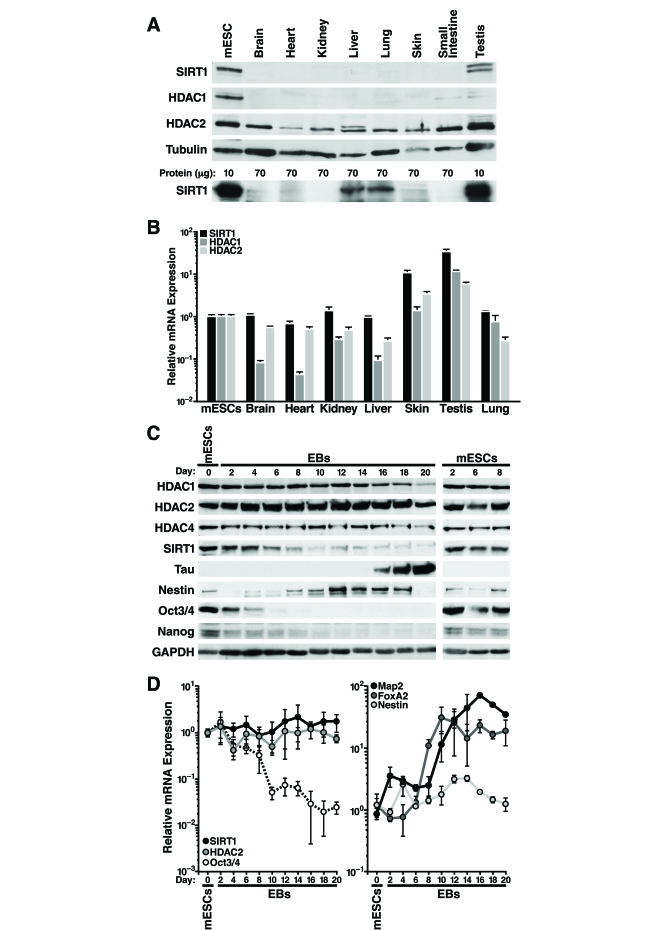 SIRT1 expression is regulated post-transcriptionally in adult mouse tissues and during mESC differentiation
