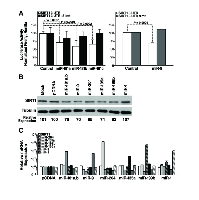 miRNAs post-transcriptionally regulate the 3'-UTR of SIRT1 mRNA